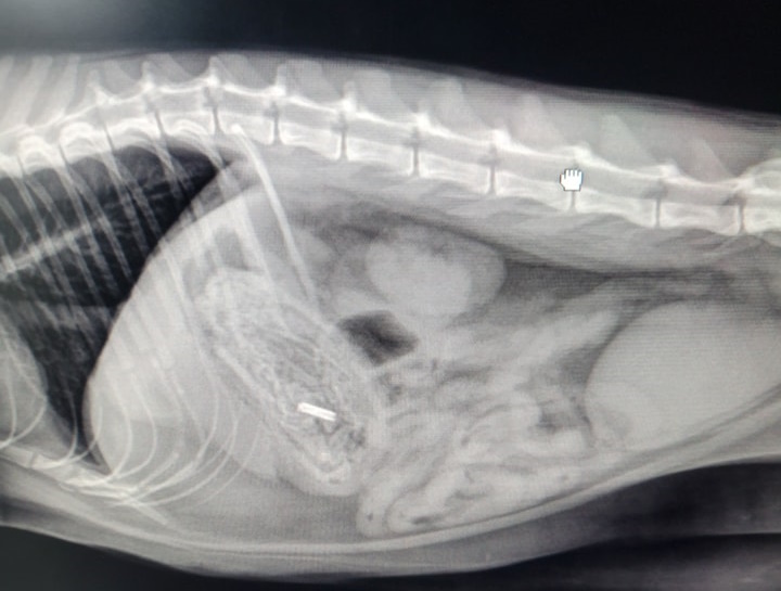 Pet Digital Radiology